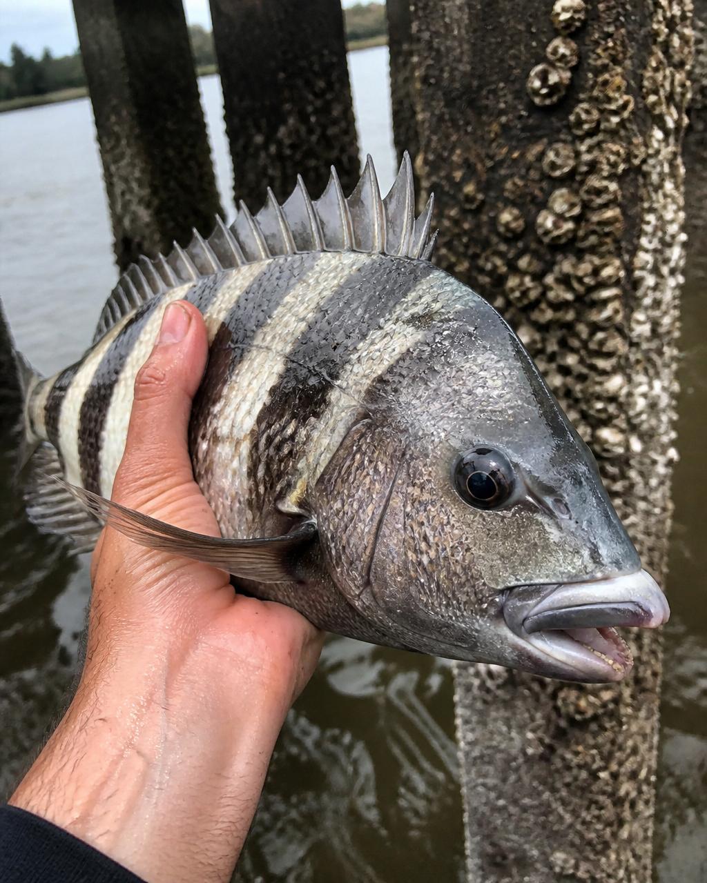 Sheepshead
